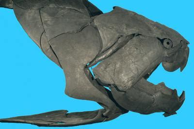 bony fish with the strongest bite figgerits|Bony fish with the strongest bite Figgerits.